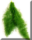 Fennel leaf benefits